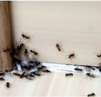 Cómo acabar con las hormigas