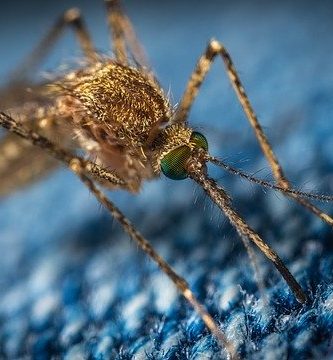 Mosquito posa sobre una base tejida de fibra azul impregnada con limon como trampa para mosquitos