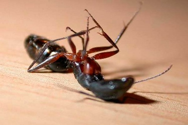 Repelente de hormigas