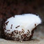 trampas para hormigas