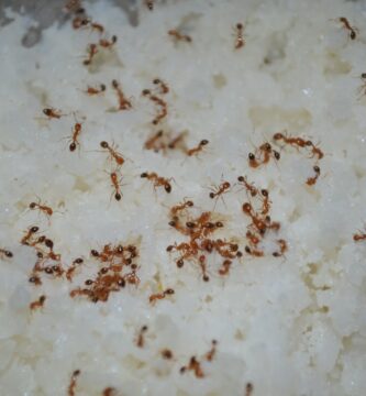 Insecticida para hormigas